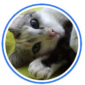 Gato procura humano gourmet